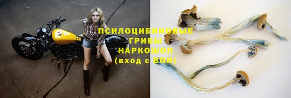прущие грибы Алзамай